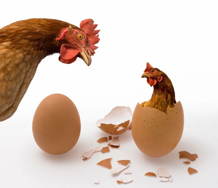 What came first – the chicken or the egg?